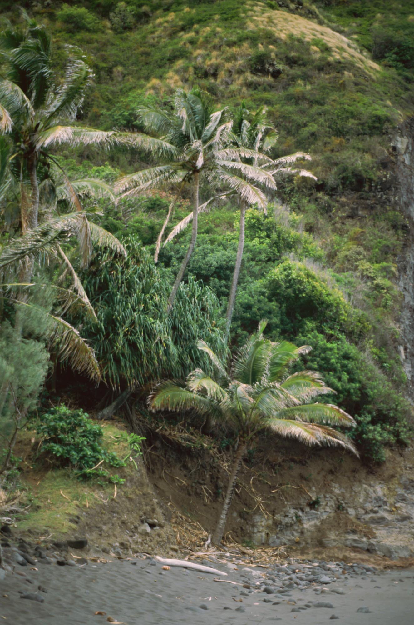 Palm trees on the beach